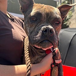 Photo of Bambi, adoptable French Bulldog in Boulder, Colorado