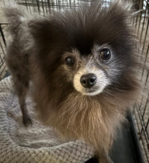Photo of Blue Boy FH, adoptable Pomeranian in Sanford, Florida