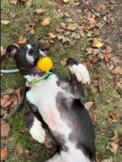 Photo of Shoe String, adoptable dog in Chamblee, Georgia