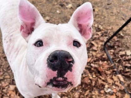 Photo of Cagliostro, adoptable dog in Georgetown, Texas