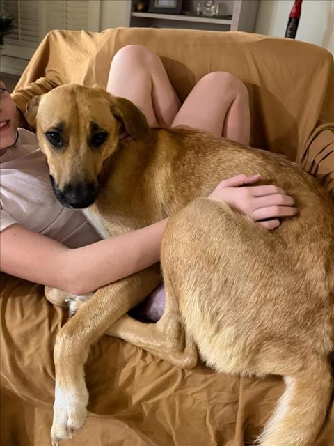 Photo of Maple, adoptable Labrador Retriever in Mobile, Alabama
