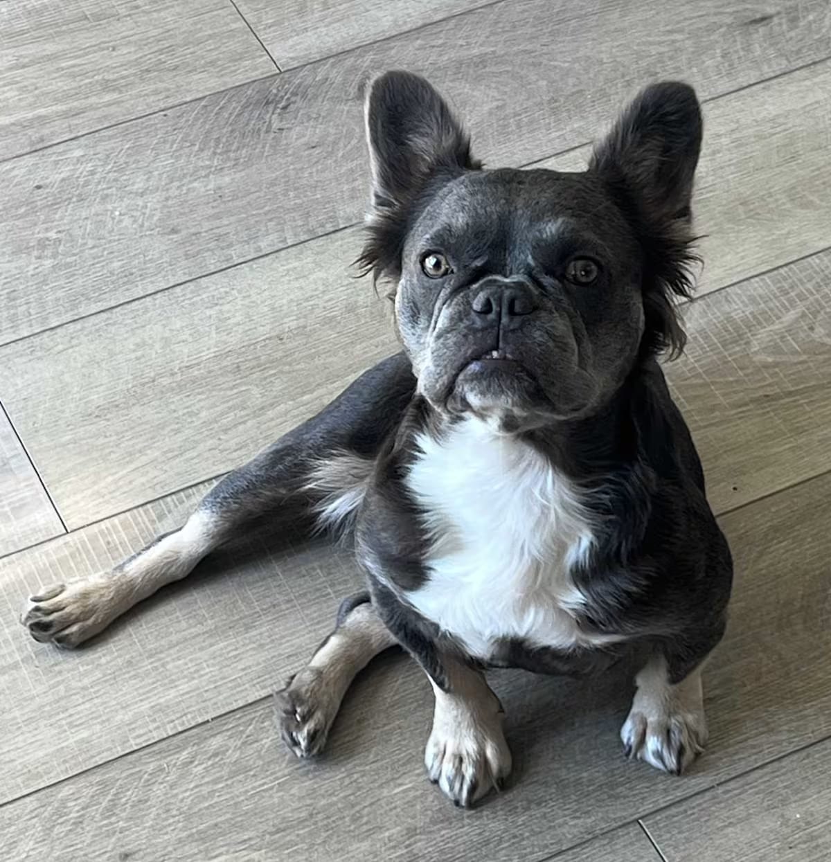 Photo of Ocean, adoptable French Bulldog in Los Angeles, California