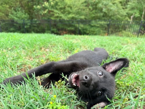 Photo of Lilypad, adoptable German Shepherd Dog in La Grange, North Carolina
