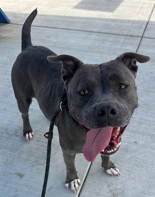Photo of Jewel, adoptable Staffordshire Bull Terrier in Redlands, California