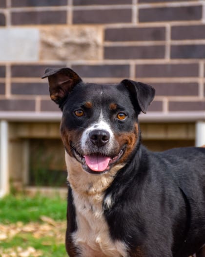 Photo of Golly Gosh, adoptable dog in Chamblee, Georgia