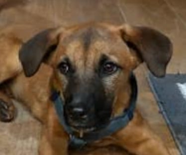 Photo of Max, adoptable Jindo (Korean) in San Ramon, California