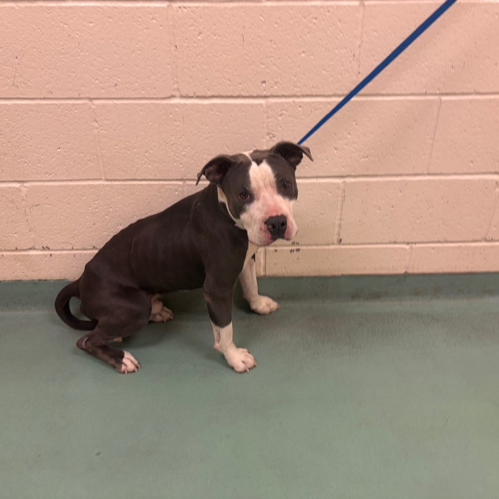 Photo of Cookie, adoptable dog
