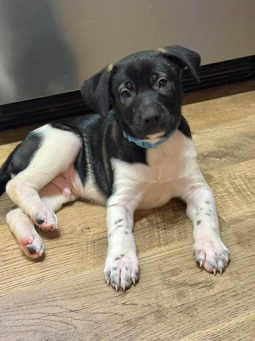 Photo of Doc (mascot litter), adoptable German Shepherd Dog in Holly Springs, North Carolina