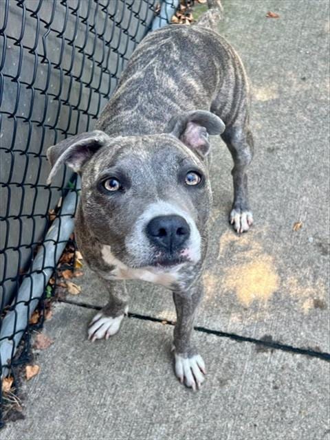 Photo of Jean Gray, adoptable American Pit Bull Terrier in Chicago, Illinois