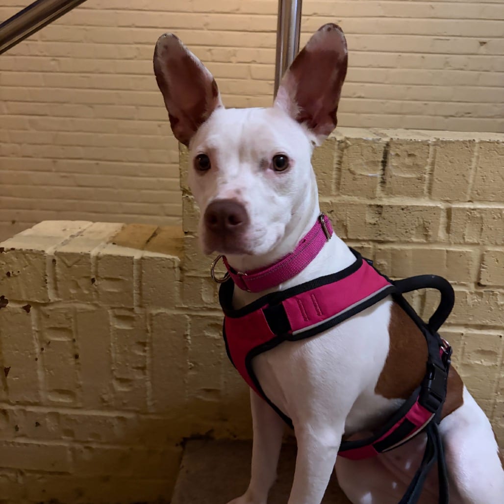Photo of Jojo, adoptable Terrier / Mixed Breed (Medium) in Maryland, Maryland