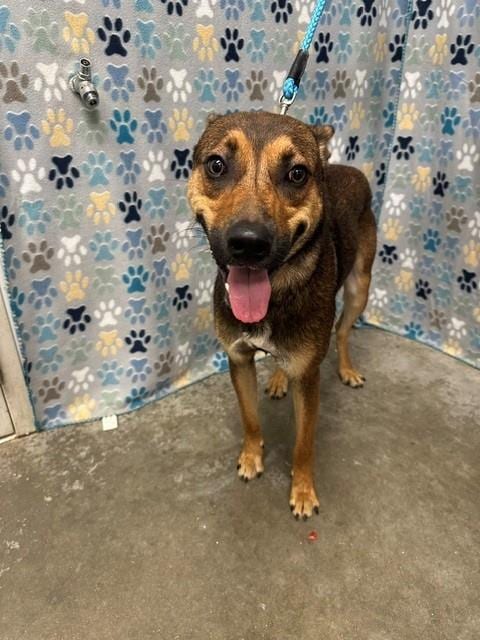 Photo of Ricky, adoptable German Shepherd Dog in Rosenberg, Texas