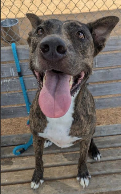 Photo of Chunks, adoptable Pit Bull Terrier in Killeen, Texas