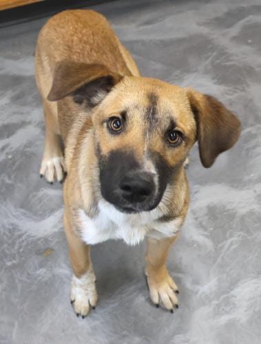 Photo of Abbie, adoptable Shepherd in Thief River Falls, Minnesota