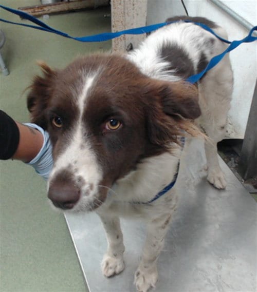 Photo of Trina, adoptable Border Collie in San Bernardino, California