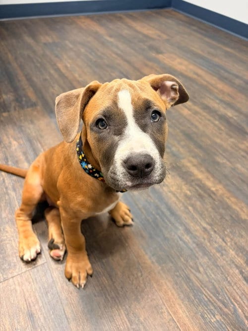 Photo of Spirit, adoptable Boxer in Saint Augustine, Florida
