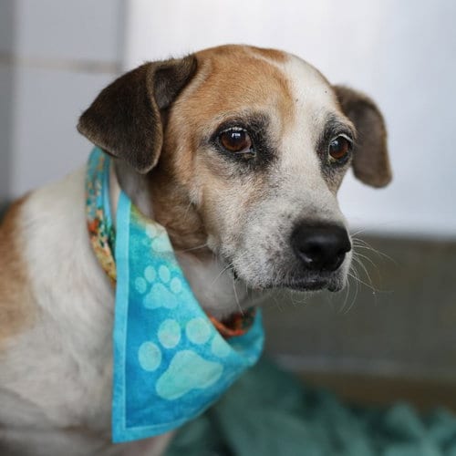 Photo of Sidney, adoptable Basset Hound in San Antonio, Texas