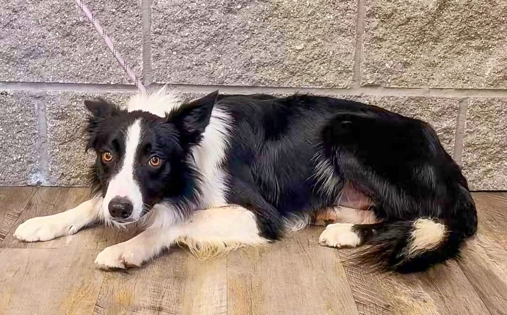 Photo of Bennie, adoptable Border Collie in Texas