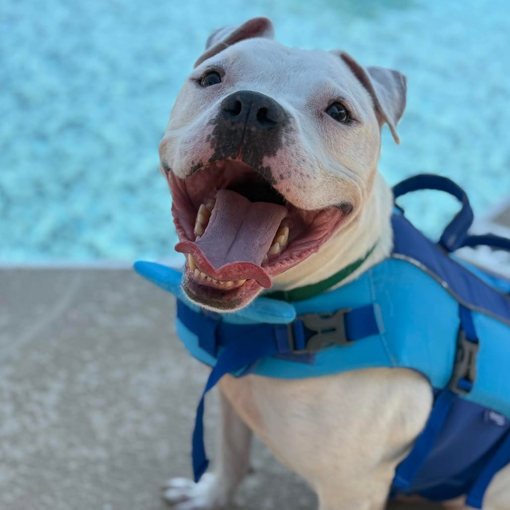 Photo of RERUN (Ice Hill), adoptable Terrier, Pit Bull in Greensboro, North Carolina