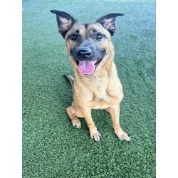 Photo of Rosie, adoptable German Shepherd Dog in Doral, Florida