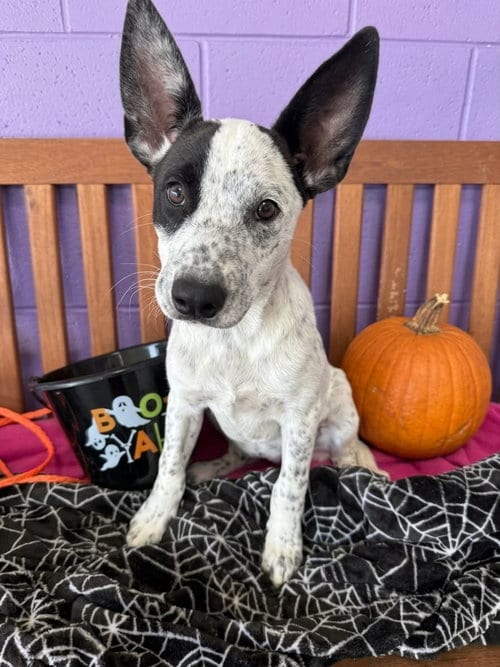 Photo of Birdie, adoptable Australian Cattle Dog/Blue Heeler in Genesee, Wisconsin