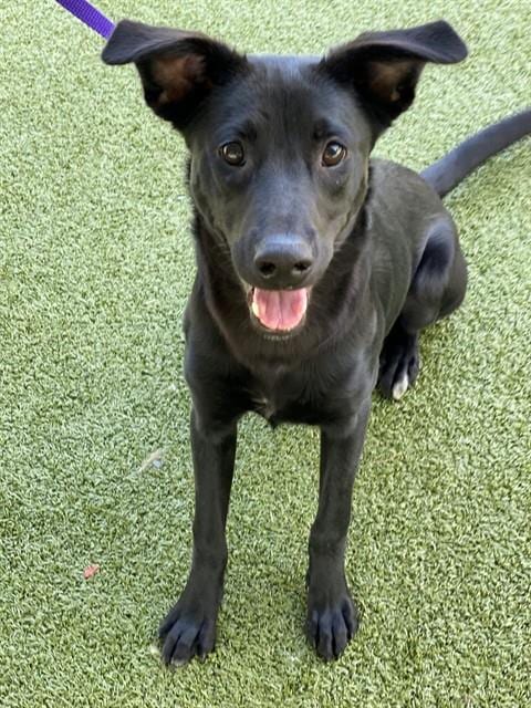 Photo of Oingo Boingo, adoptable Labrador Retriever in Fayetteville, North Carolina