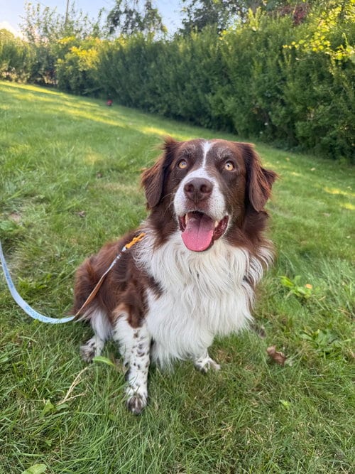 Photo of Milo 2, adoptable Australian Shepherd in Muskegon, Michigan