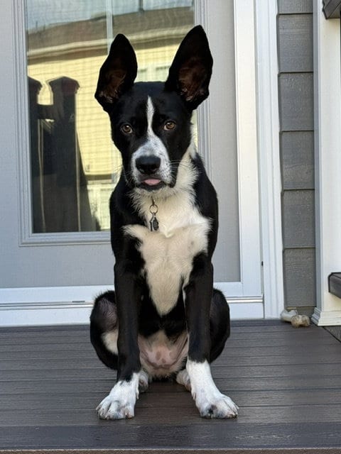 Photo of Echo, adoptable Border Collie in Herndon, Virginia