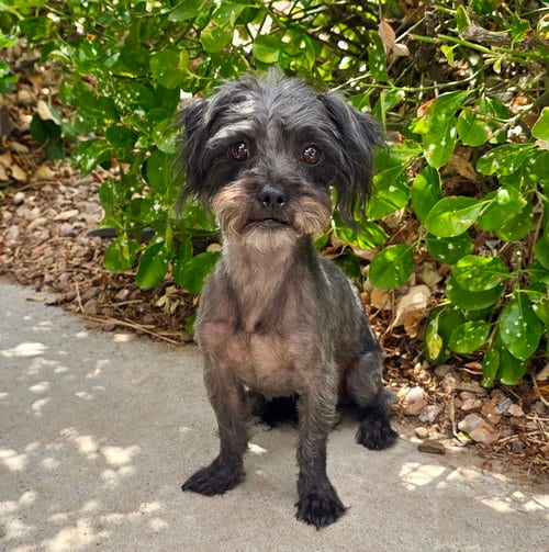 Photo of Amiable Lil Mr Abelard ~ Lap Poodle, adoptable Poodle (Toy) in Albuquerque, New Mexico