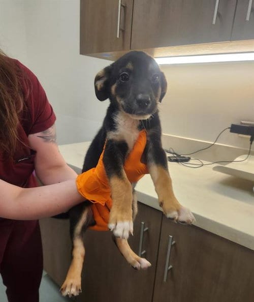 Photo of Captain, adoptable German Shepherd Dog in Baytown, Texas