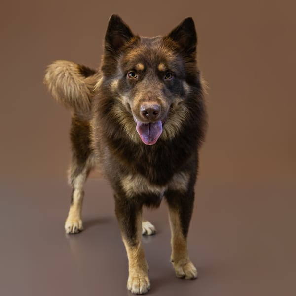 Photo of Vlad, adoptable Collie Rough mixed Chow Chow in Lawrenceville, Georgia