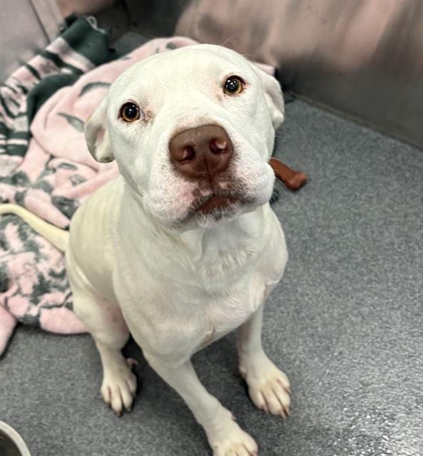 Photo of Lady, adoptable Mixed Breed