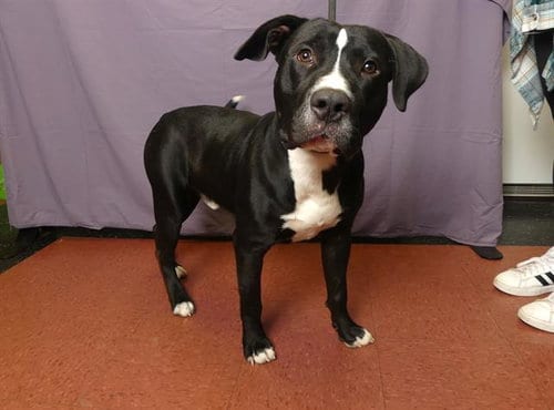 Photo of Rufus, adoptable Pit Bull Terrier in Ukiah, California