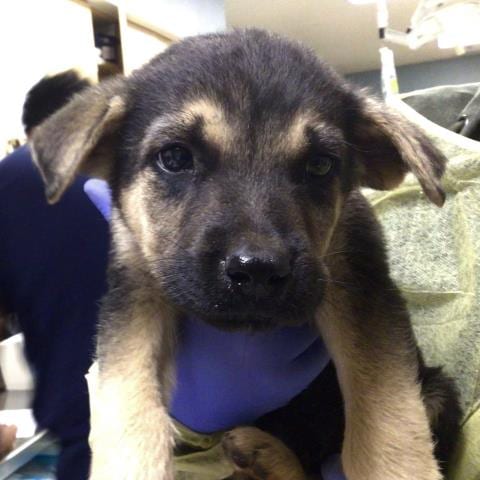 Photo of Rain, adoptable German Shepherd Dog in Riverside, California