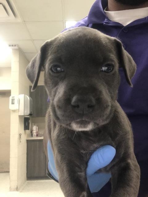 Photo of Rollie, adoptable Pit Bull Terrier in Conroe, Texas