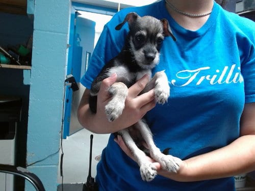 Photo of Figgis, adoptable Border Terrier in Albuquerque, New Mexico