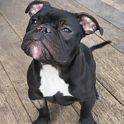 Photo of Gadget, adoptable American Bulldog in Columbia, Maryland