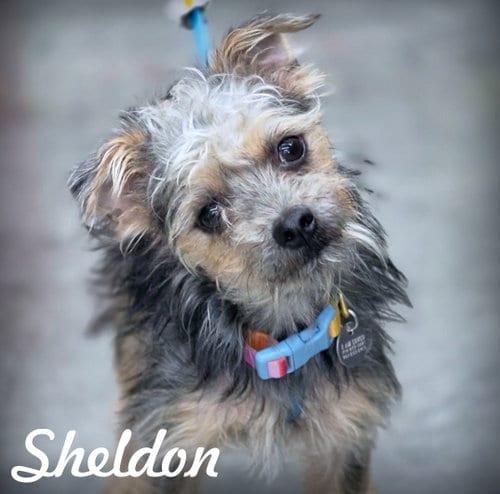Photo of Sheldon, adoptable Terrier in Chino Hills, California