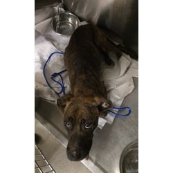 Photo of Lola, adoptable Terrier (Unknown Type, Medium) in Doral, Florida