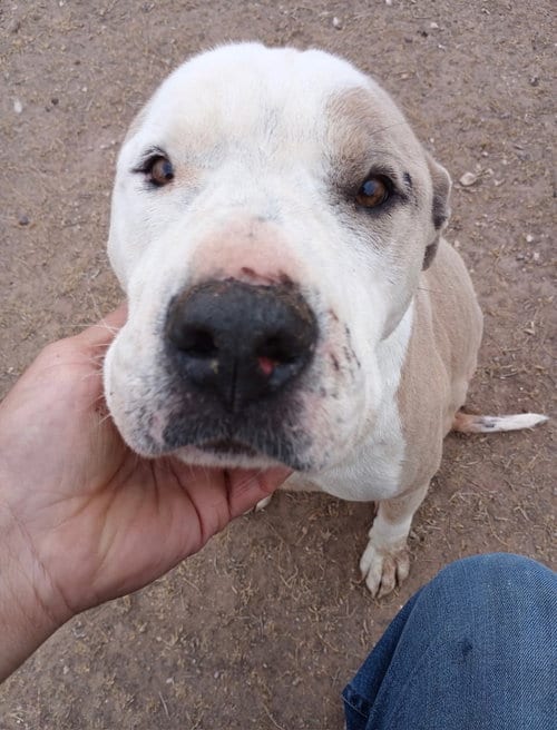 Photo of Sadie, adoptable Pit Bull Terrier in Amarillo, Texas