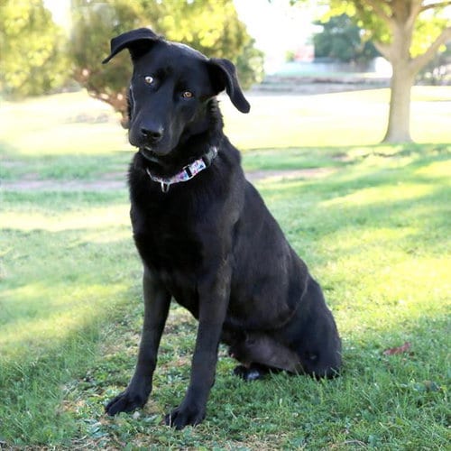 Photo of Mowgli, adoptable Labrador Retriever in Albuquerque, New Mexico