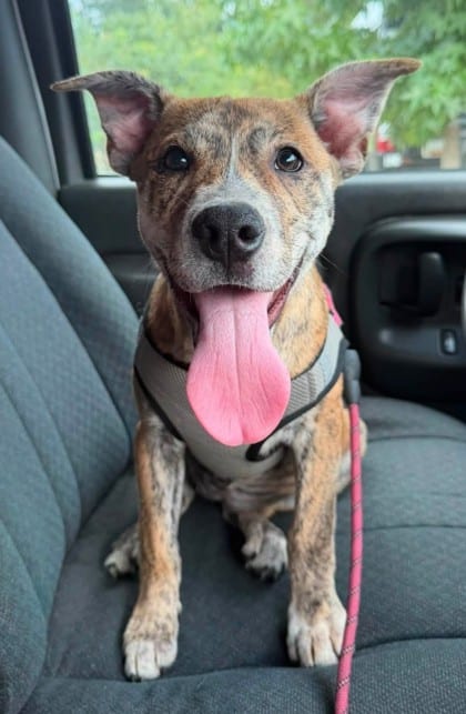 Photo of Maple, adoptable Terrier, Pit Bull/Mix in Annapolis, Maryland