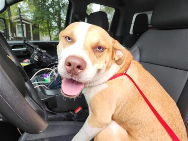 Photo of Senior Staffordshire Bull Terrier mix, adoptable Staffordshire Bull Terrier mix in Houston, Texas