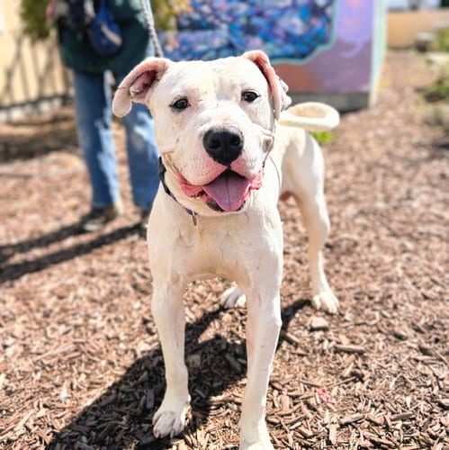 Photo of Polo, adoptable Pit Bull Terrier in Oakland, California
