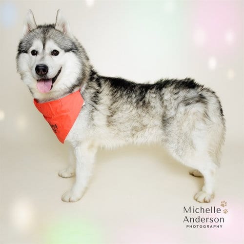 Photo of Banks, adoptable Siberian Husky in Corona, California