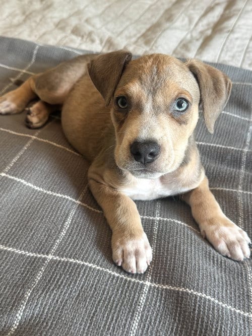 Photo of Charlie, adoptable Boxer in Mooresville, North Carolina