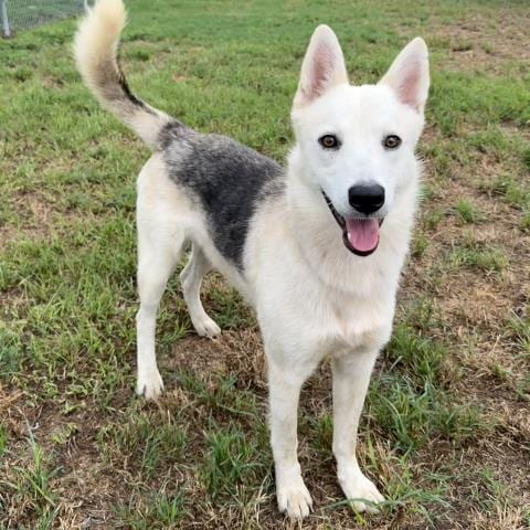 Photo of Ford, adoptable German Shepherd Dog in Conroe, Texas