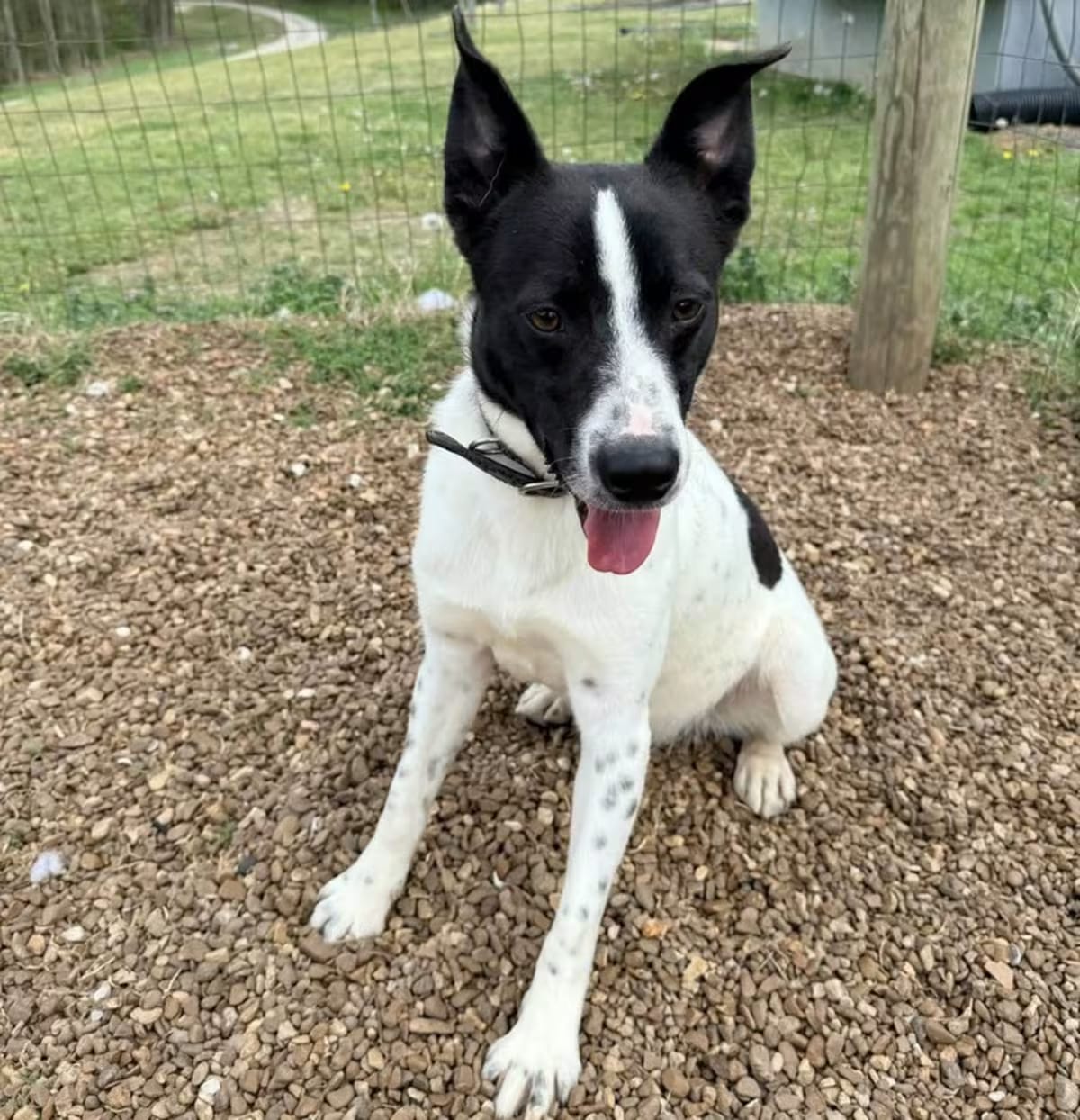Photo of Snoopy, adoptable Blue Heeler/Mixed Breed (Medium) in Lexington, Tennessee