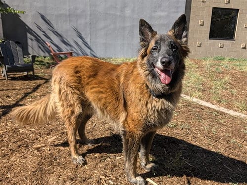 Photo of Max, adoptable Dutch Shepherd in Denver, Colorado