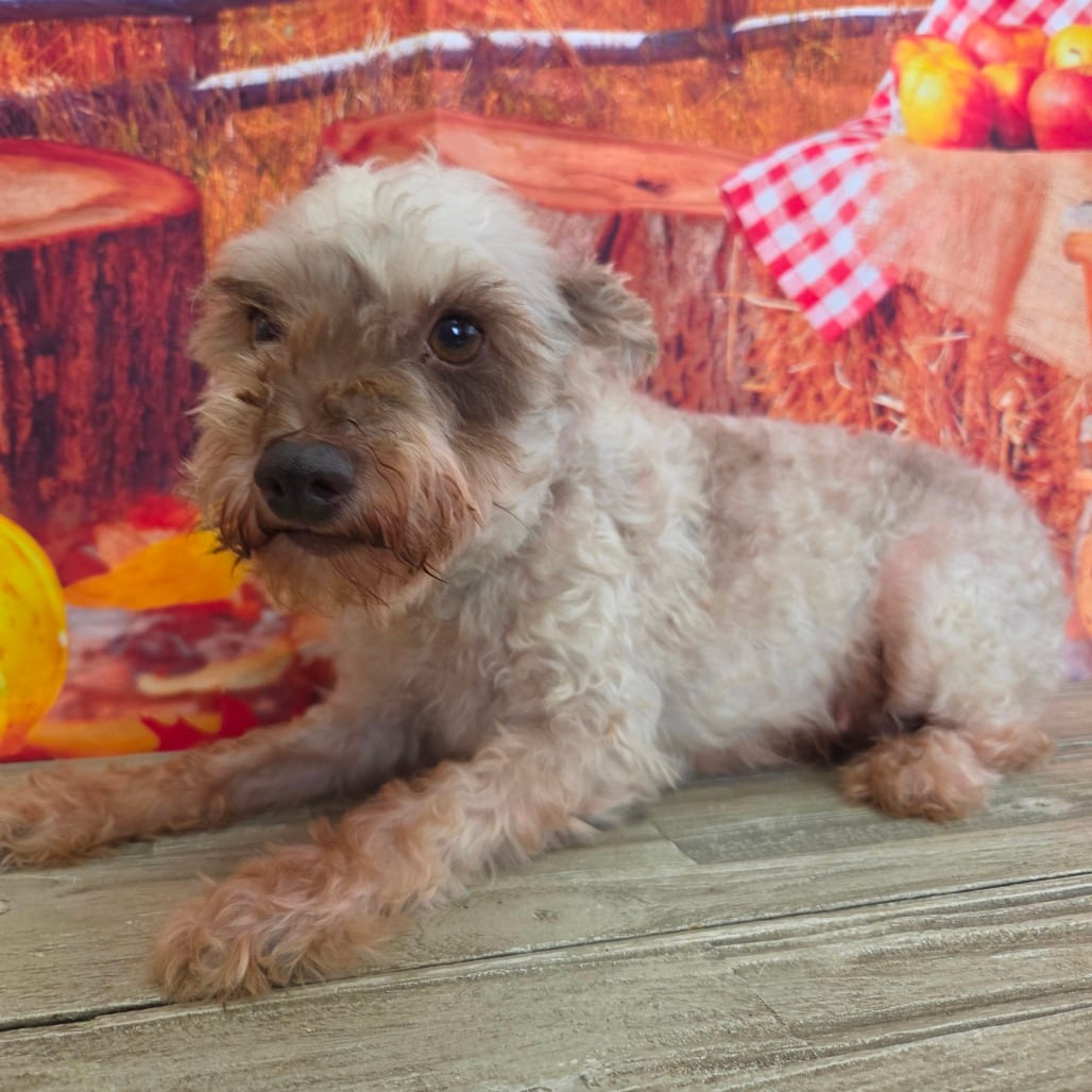 Photo of Daria, adoptable Schnauzer, Miniature in Normal, Illinois