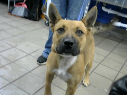 Photo of Han, adoptable German Shepherd Dog in Albuquerque, New Mexico